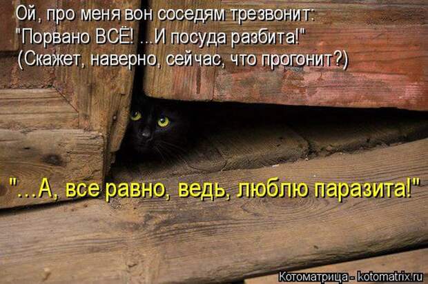 Забавные котоматрицы