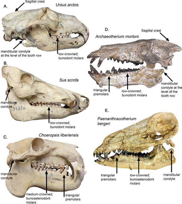 Рис.1. Черепа энтелодонта Archaeotherium mortoni (D), антракотерия Paenanthracotherium bergeri (E) и нескольких современных млекопитающих: бурого медведя (A), кабана (B) и карликового бегемота (C)
