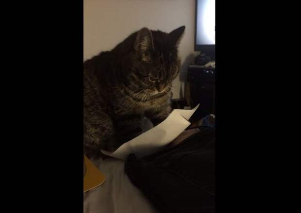 paper cat, кот развлекает себя листом бумаги, кот и лист бумаги, Вайви, Vivey