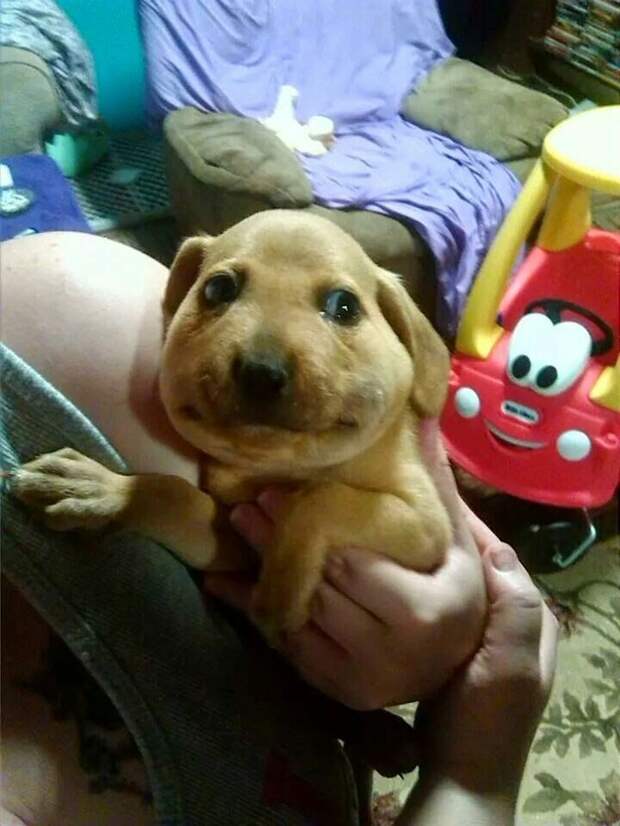 Без кота и жизнь не та