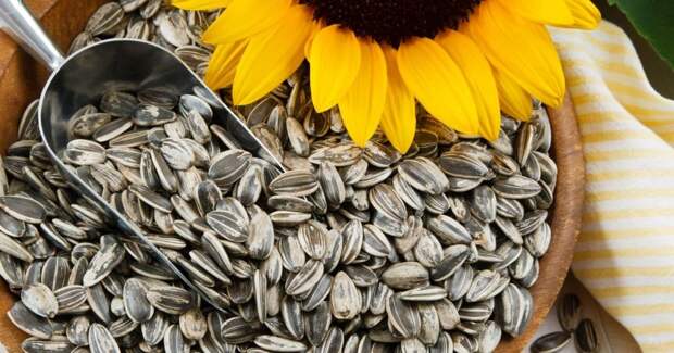 wsi imageoptim hipwee sunflower seeds