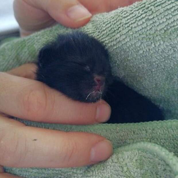 Как ухаживать за новорожденным котенком, если от него отказалась мама или вы нашли его на улице