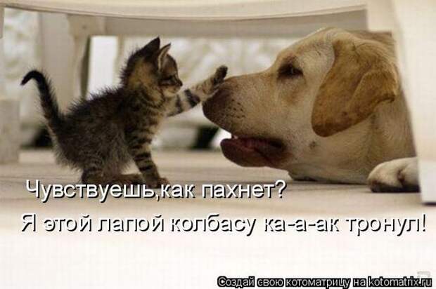 Лучшие котоматрицы недели (50 фото)