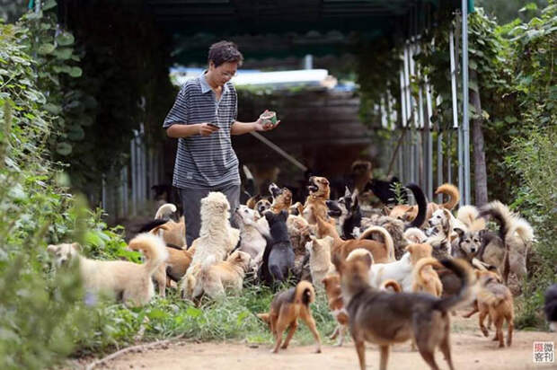 Хранитель собак: Как обычный парень смог помочь более 700 собакам