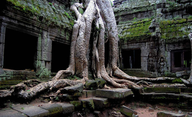 Камбоджийский храм Та Пром (Ta Prohm) и гигантские деревья