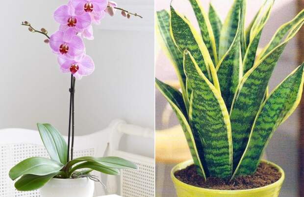 12 комнатных растений для тех, кто не любит поливать цветы!