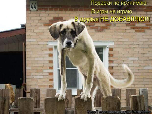 Лучшие котоматрицы недели (50 фото)