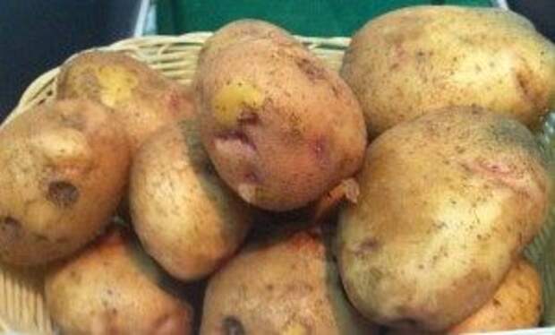 какие сорта картофеля сажать в Подмосковье