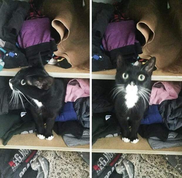 Смешные морды животных, которых застукали на месте преступления