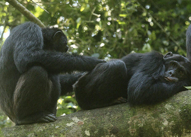 Самцы шимпанзе подружились с братьями и отцами