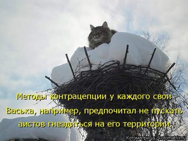 Новая котоматрица на Бугаге (33 фото)