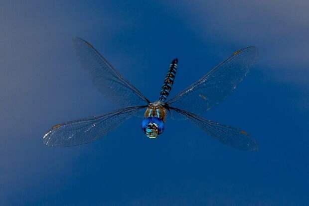 Умерший муж прислал вдове весть с того света