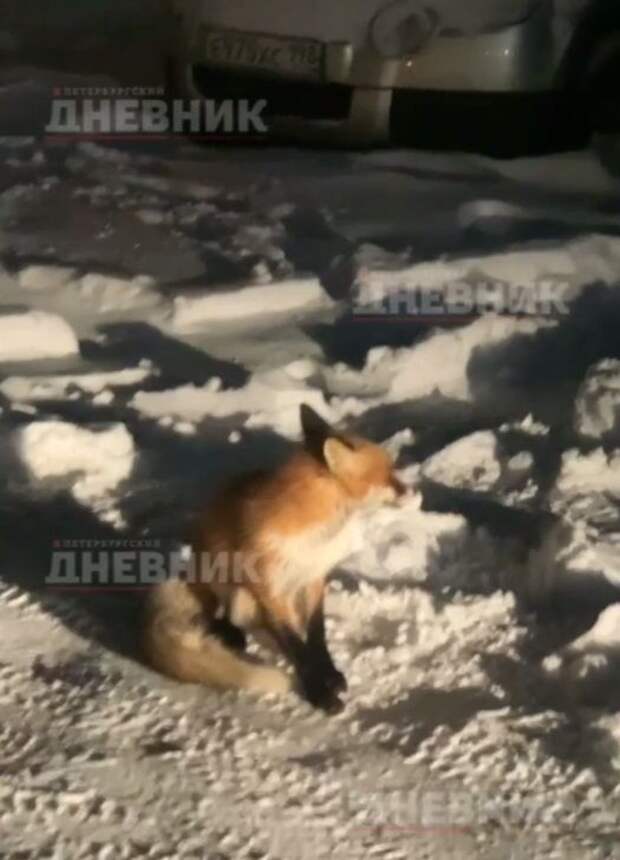 Видео: на Камендантском проспекте увидели лису