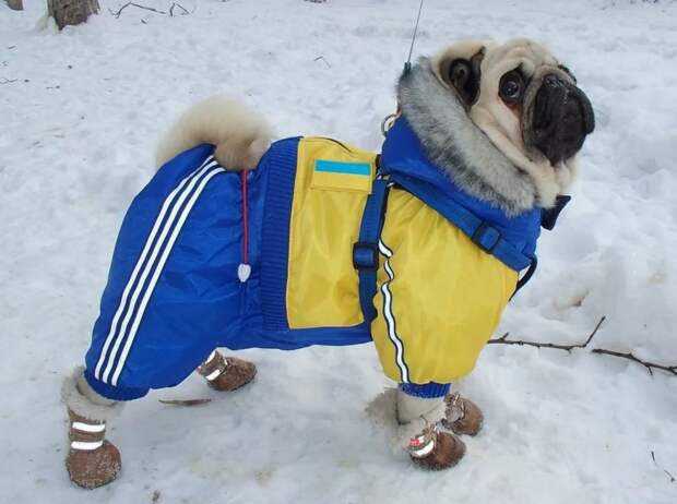 Нужна ли братьям меньшим зимняя одежда?