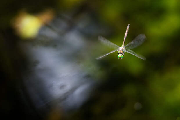CMLS: стрекозы воспринимают красный свет почти так же, как млекопитающие