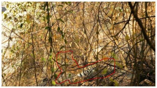 Тест на внимательность: найдите за 30 секунд грозного тигра, отдыхающего в кустах