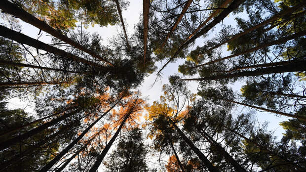 Биолог Загирова назвала самое устойчивое к радиации дерево в Чернобыле