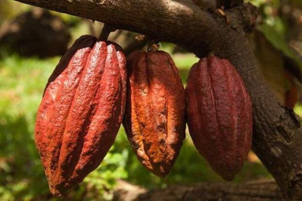 Плоды какао. Фото из открытого источника