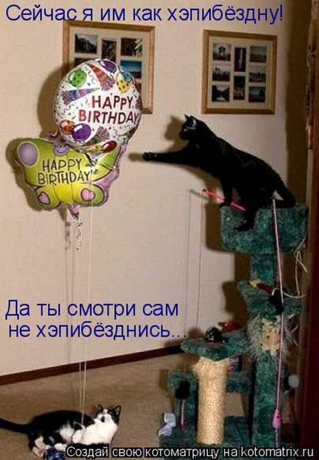 Лучшие котоматрицы недели (50 фото)