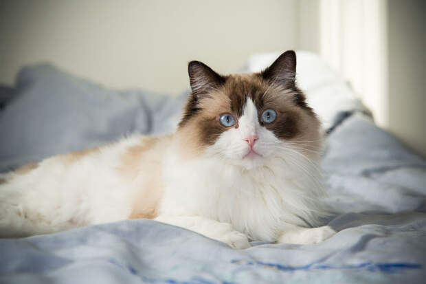 В Англии кошка осталась жива, проехав 24 км под капотом автомобиля