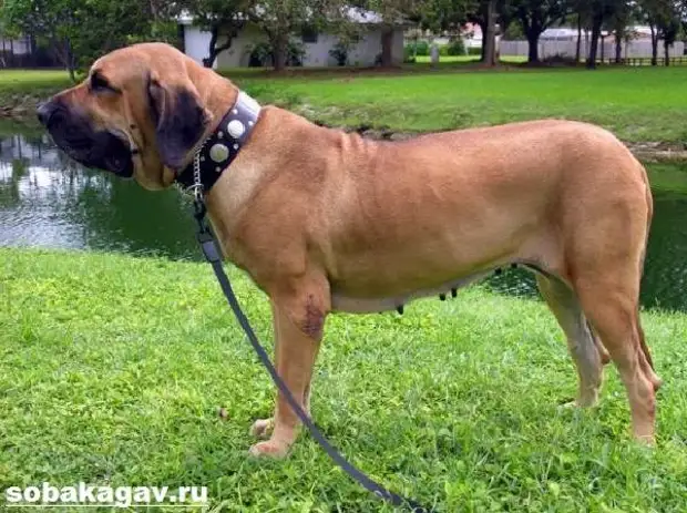 Фила бразилейро собака. Описание, особенности, уход и цена породы