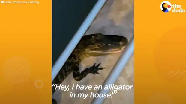 Видео: Детеныш аллигатора забрался в дом и устроил там переполох