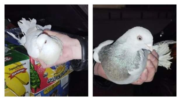 Таможенники не позволили голубям из Казахстана незаконно проникнуть на Алтай