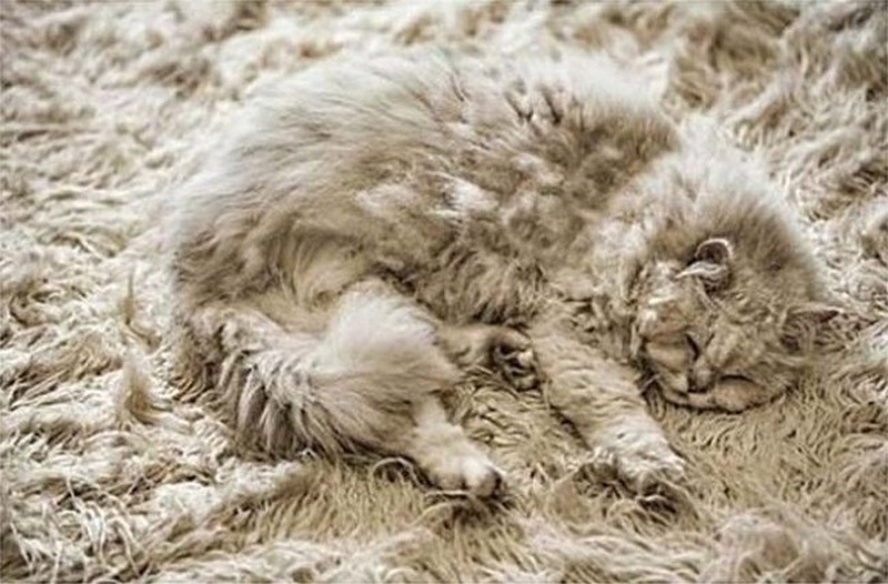 20 животных, которые маскируются как боги