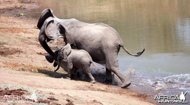 https://www.africahunting.com/media/ferocious-crocodile-attacking-elephant.11872/full