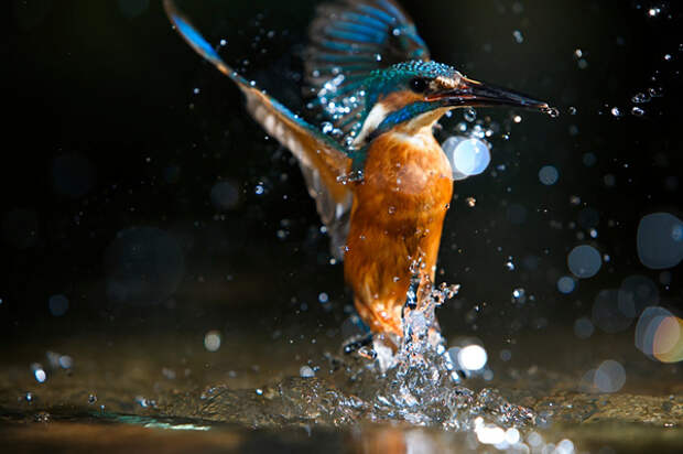 Зимородок - король-рыбак - kingfisher - Фото и статья