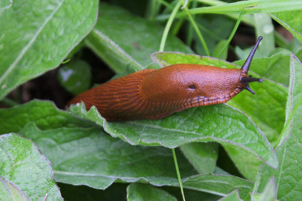 Москвичей призвали готовиться к испанским слизням