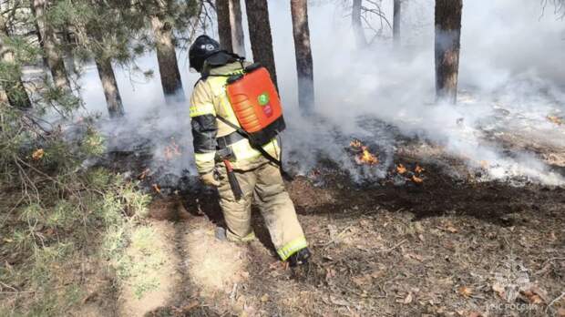 Возгорание в лесничествах Ростовской области локализовано на площади 169 га