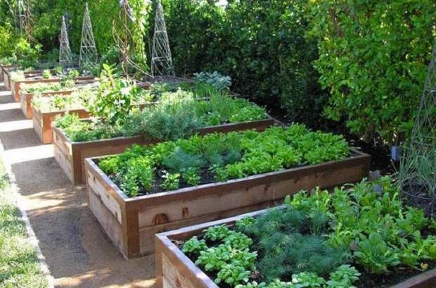 Очень удобно посадить овощи по мере их созревания, что сделаем более практичным работу в саду.