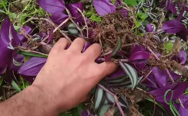 Способ посадки вьющихся и ампельных цветов