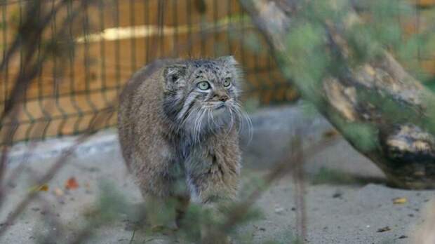 Самка манула Пепе из Барнаула прибыла в зоопарк Санкт-Петербурга