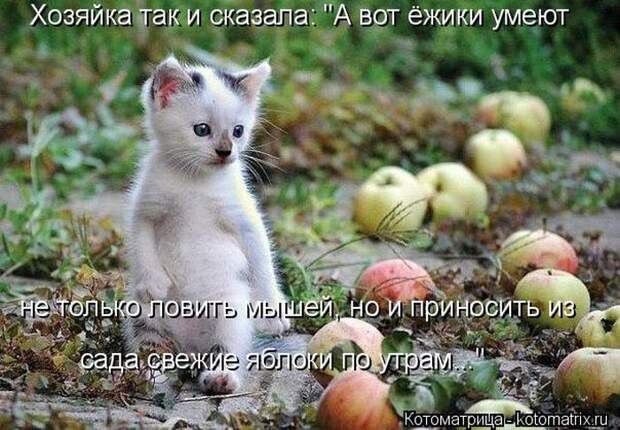 Лучшие котоматрицы недели (50 фото)