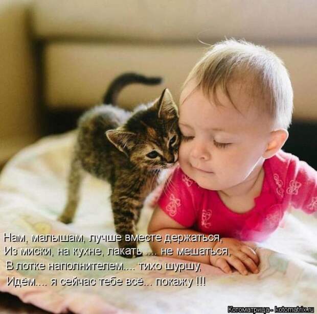 Лучшие котоматрицы недели (50 фото)