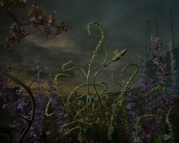 Необычные фотографии растений Daniel Shipp