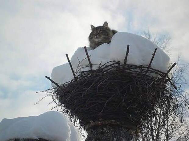 Аист? Я пока за него животные, коты