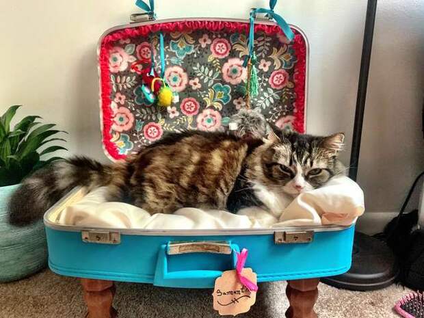 кошка в чемодане