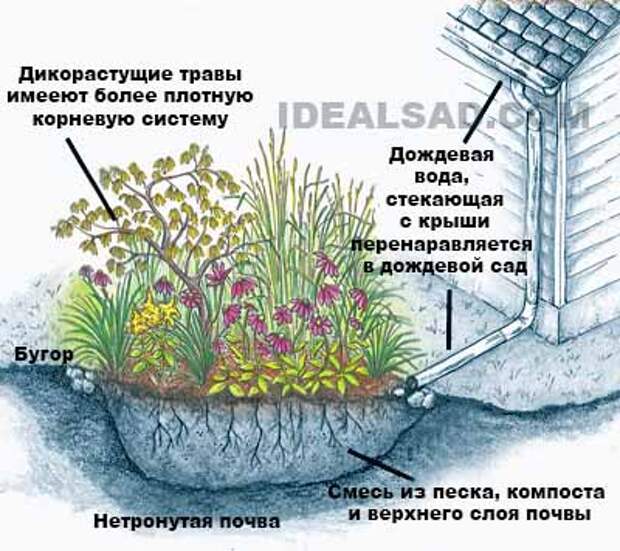 дождевой сад как способ отвода воды