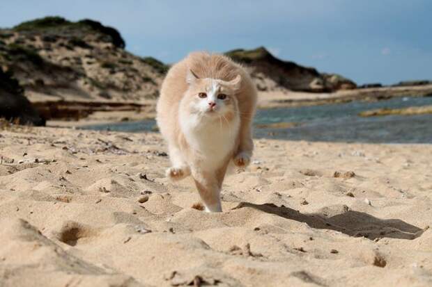 Кошачий пляж в Италии покорил тысячи туристов животные, коты, факты