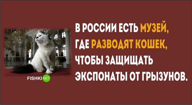 28 фактов о России которые известны Америке люди, россия, факты