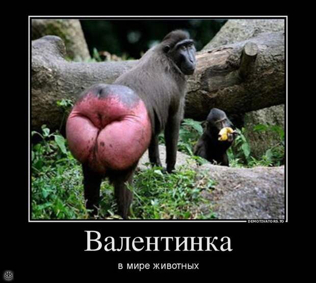 Шёл третий день масленицы... 12