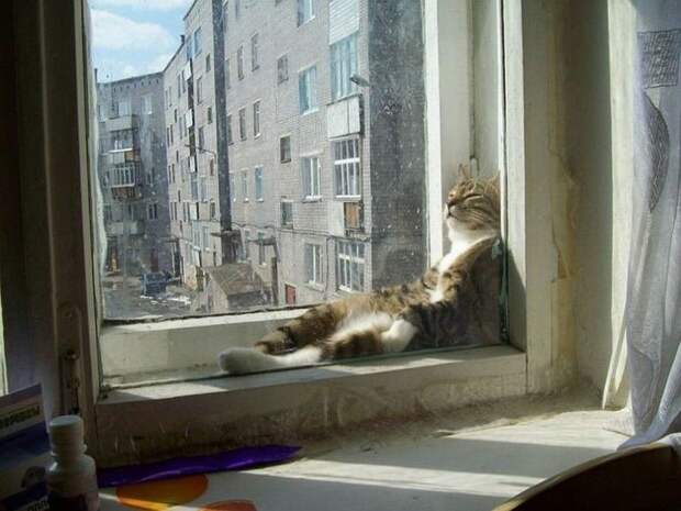 Кошка спит