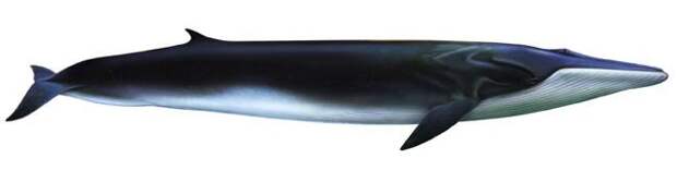 Финвал (Balaenoptera physalus), фото киты фотография