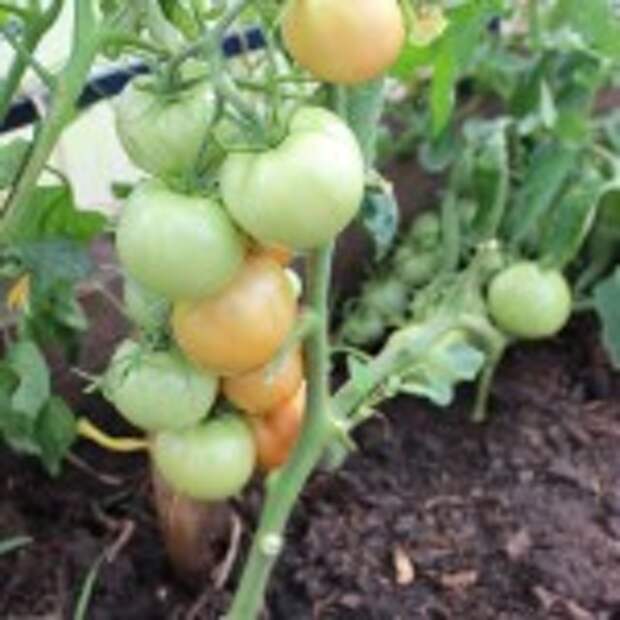 Сад — огород на 22 июля 2015