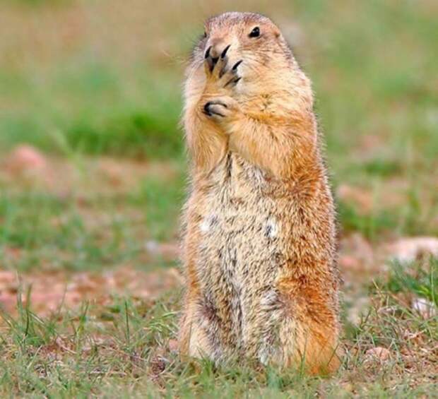 Funny-animals-with-muzzles-Agape-14