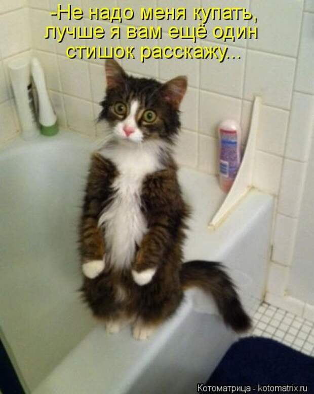 Лучшие котоматрицы за неделю