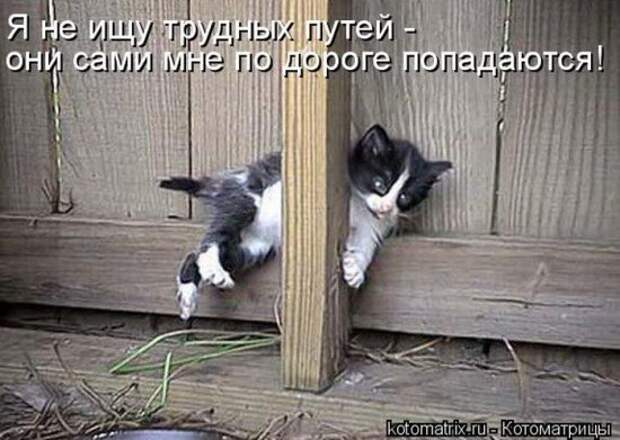 Котоматрица 26